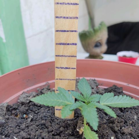 Tribu León Gratitud  growlog timeline photo