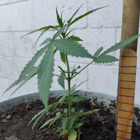 Tribu MacGregor  growlog timeline photo
