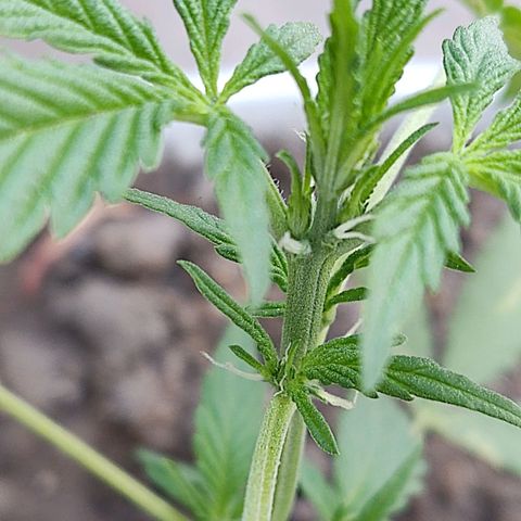 Tribu MacGregor  growlog timeline photo