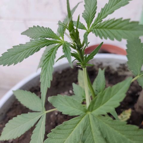 Tribu MacGregor  growlog timeline photo