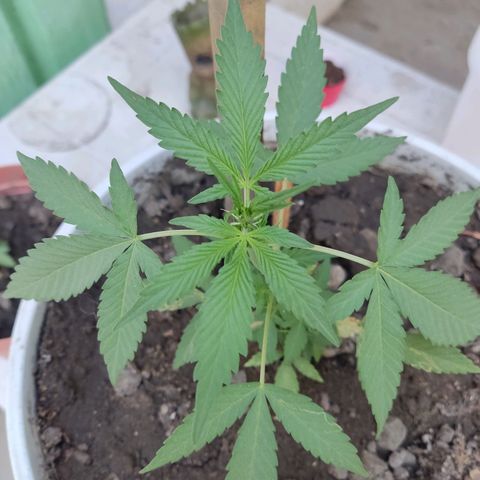 Tribu MacGregor  growlog timeline photo