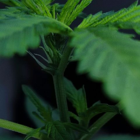 Tribu MacGregor  growlog timeline photo