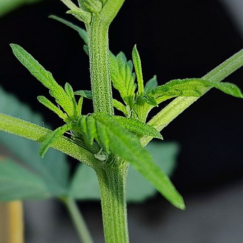 Tribu MacGregor  growlog timeline photo