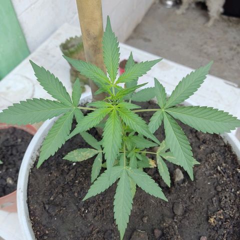 Tribu MacGregor  growlog timeline photo