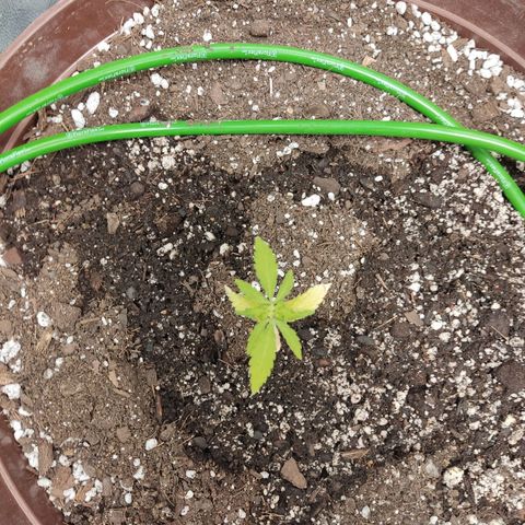 Santa Marta Haze growlog timeline photo