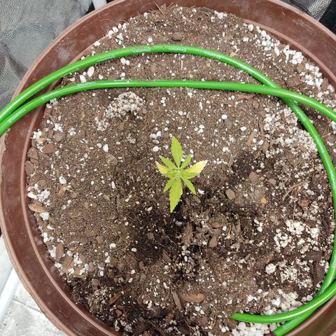 Santa Marta Haze growlog timeline photo