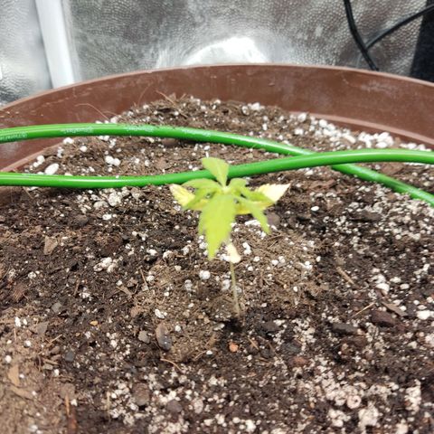Santa Marta Haze growlog timeline photo