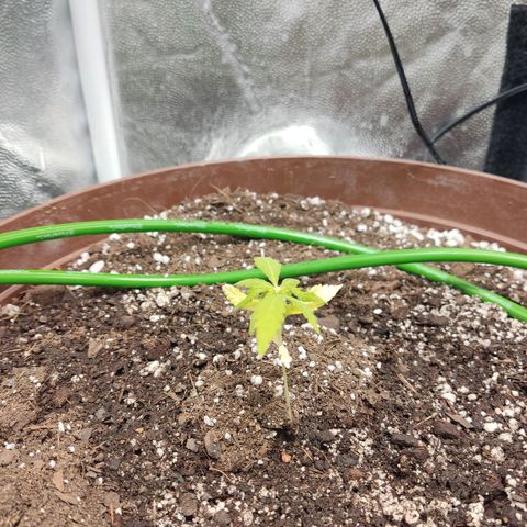 Santa Marta Haze growlog timeline photo