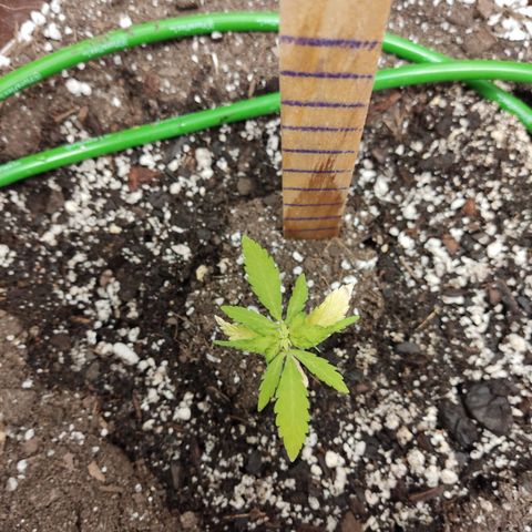 Santa Marta Haze growlog photo: Eclipse Luna de Sangre 