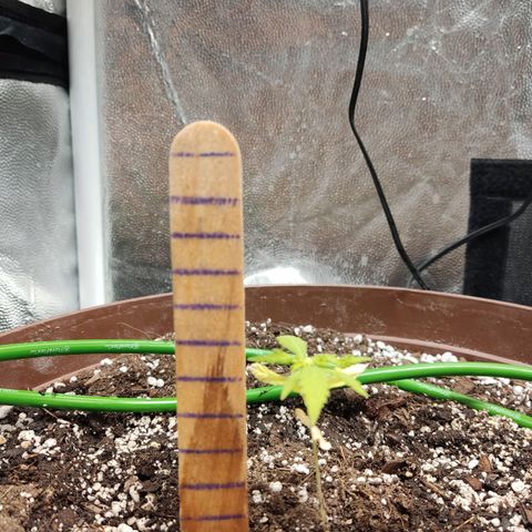 Santa Marta Haze growlog photo: Eclipse Luna de Sangre 