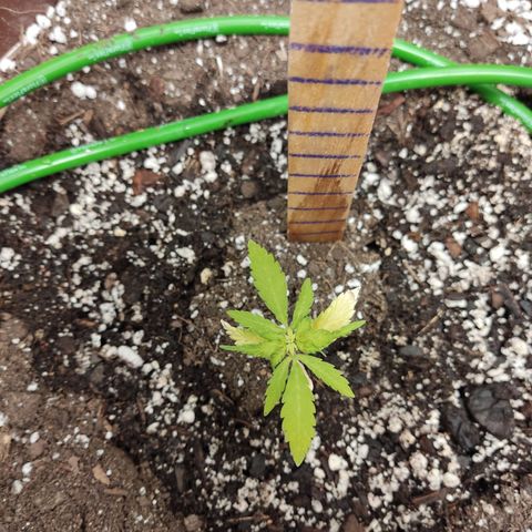 Santa Marta Haze growlog photo: Eclipse Luna de Sangre 