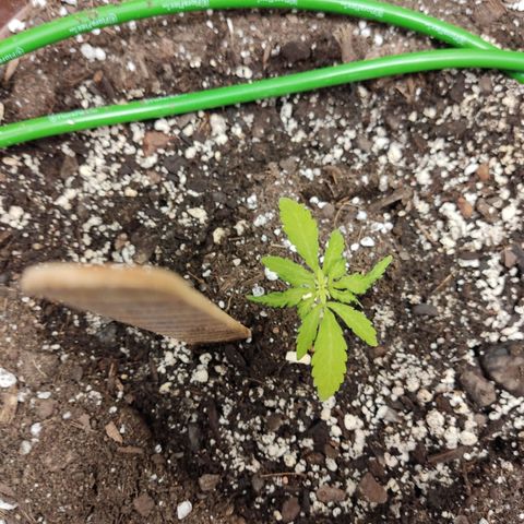 Santa Marta Haze growlog timeline photo