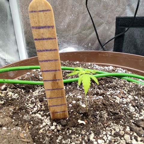 Santa Marta Haze growlog timeline photo