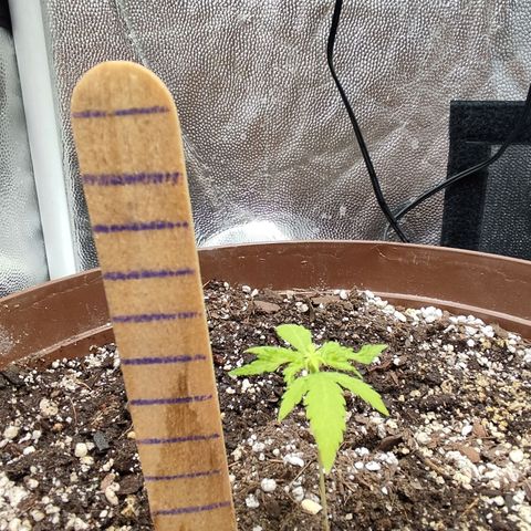 Santa Marta Haze growlog timeline photo