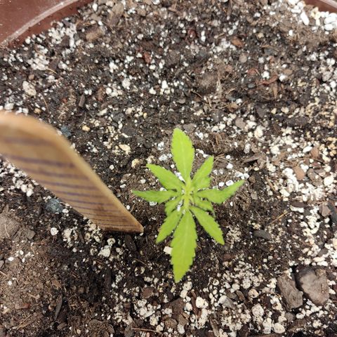 Santa Marta Haze growlog timeline photo
