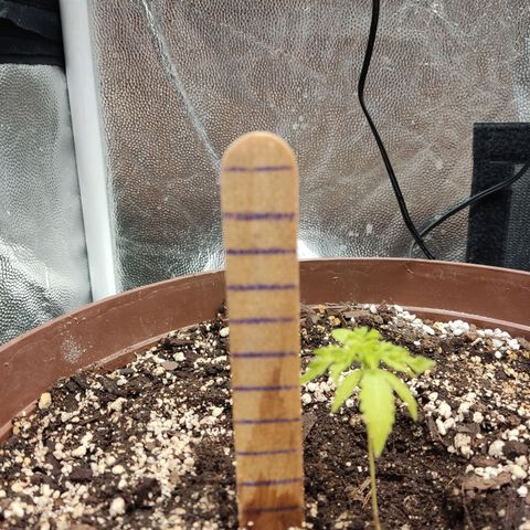 Santa Marta Haze growlog timeline photo
