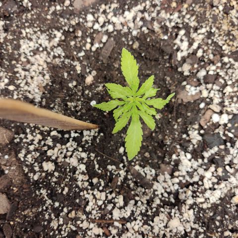 Santa Marta Haze growlog timeline photo