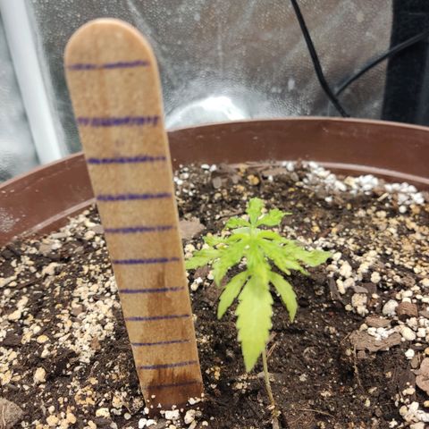 Santa Marta Haze growlog timeline photo