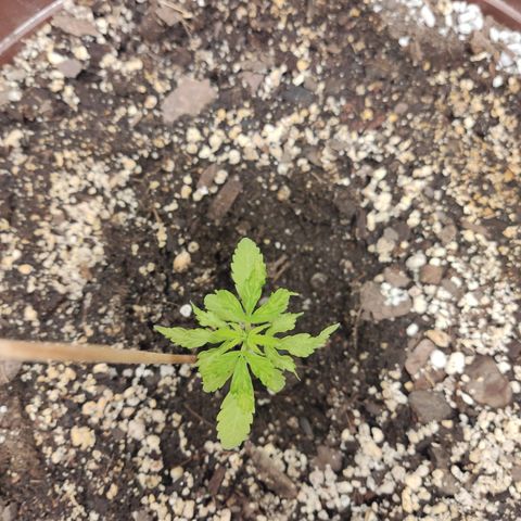 Santa Marta Haze growlog timeline photo