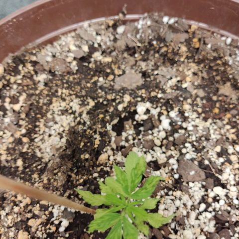Santa Marta Haze growlog timeline photo