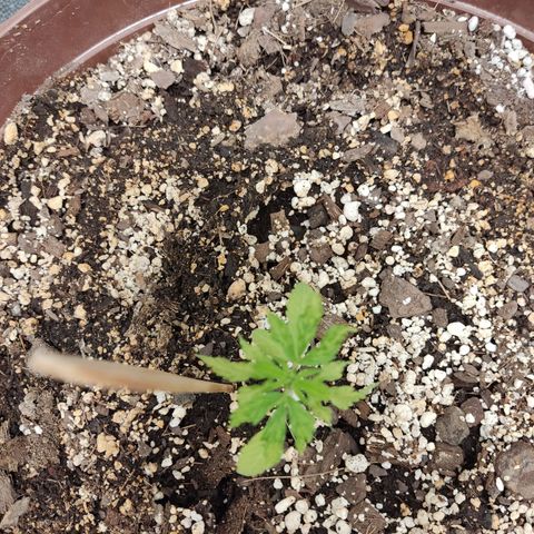 Santa Marta Haze growlog timeline photo