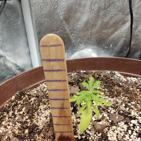 Santa Marta Haze growlog timeline photo