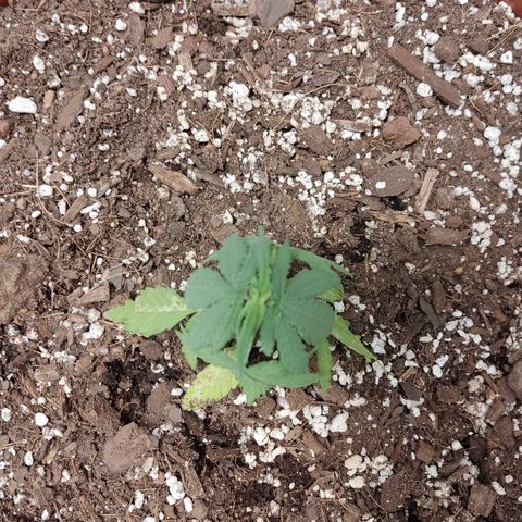 Tribu León Amor  growlog timeline photo