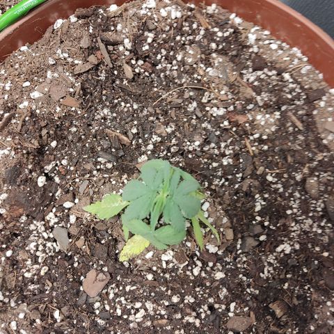 Tribu León Amor  growlog timeline photo