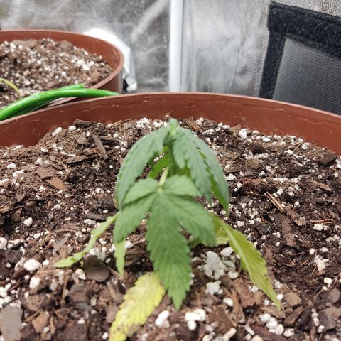 Tribu León Amor  growlog timeline photo