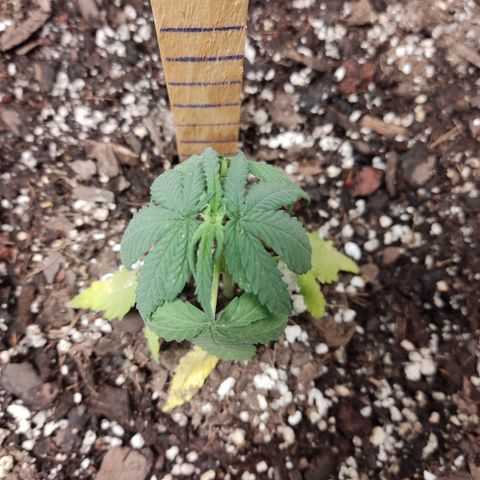 Tribu León Amor  growlog timeline photo