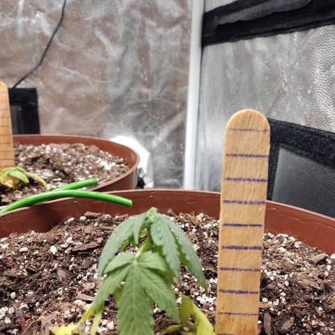 Tribu León Amor  growlog timeline photo