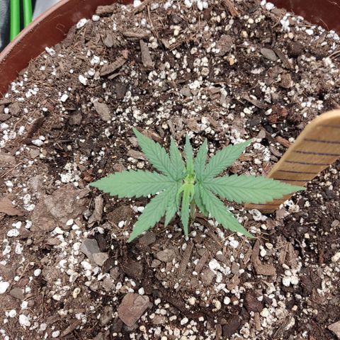 Tribu León Amor  growlog timeline photo