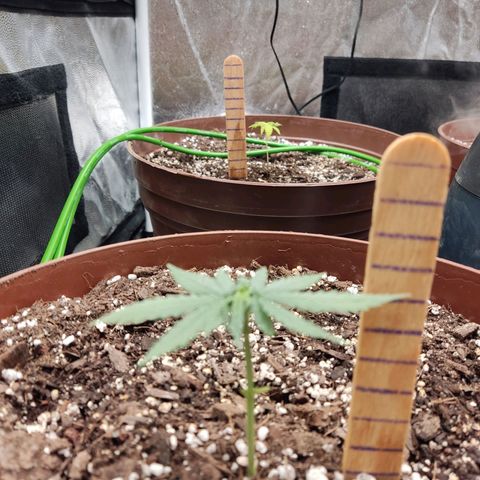 Tribu León Amor  growlog timeline photo