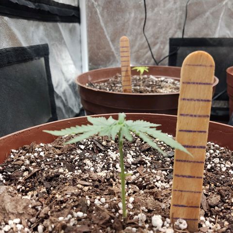 Tribu León Amor  growlog timeline photo