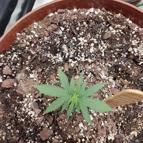 Tribu León Amor  growlog timeline photo