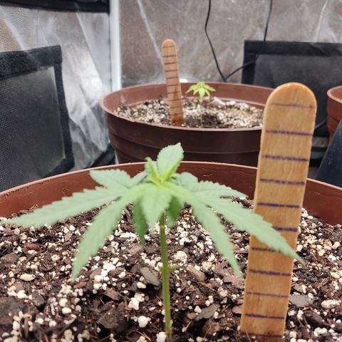 Tribu León Amor  growlog timeline photo