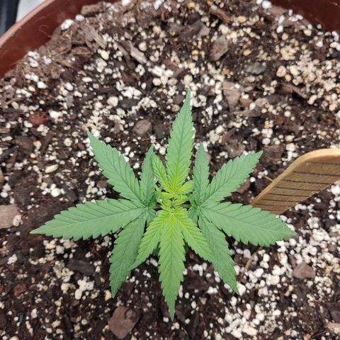 Tribu León Amor  growlog timeline photo