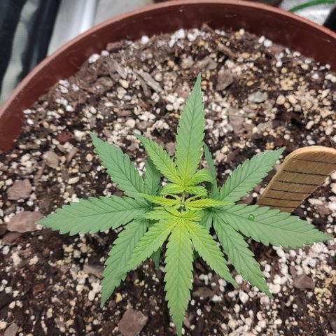 Tribu León Amor  growlog timeline photo