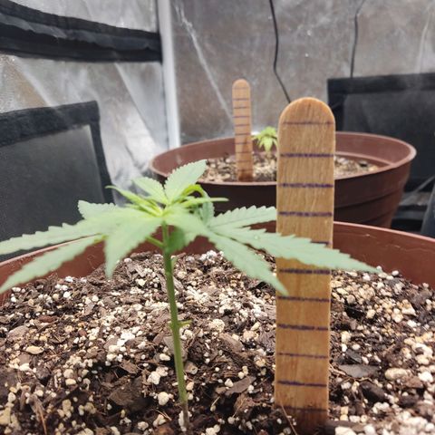 Tribu León Amor  growlog timeline photo