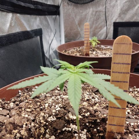 Tribu León Amor  growlog timeline photo