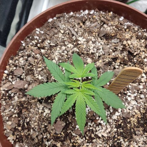 Tribu León Amor  growlog timeline photo