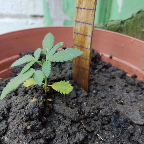 Tribu León Gratitud  growlog timeline photo