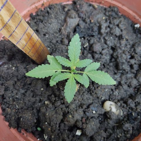 Tribu León Gratitud  growlog timeline photo