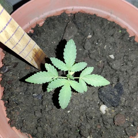 Tribu León Gratitud  growlog timeline photo