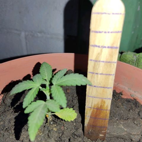 Tribu León Gratitud  growlog timeline photo