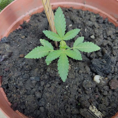 Tribu León Gratitud  growlog timeline photo