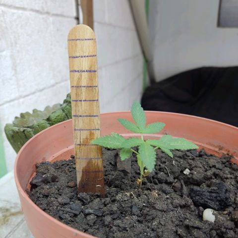 Tribu León Gratitud  growlog timeline photo