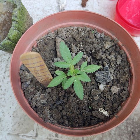 Tribu León Gratitud  growlog timeline photo
