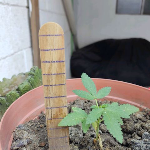 Tribu León Gratitud  growlog timeline photo