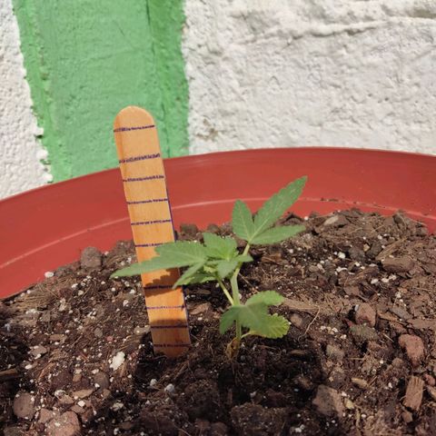 Tribu León Gratitud  growlog timeline photo